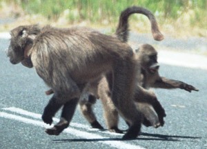 Force-4-300x216 Illustrating data collected from collared baboons like Force, shown here, will feature strongly in the workshop.