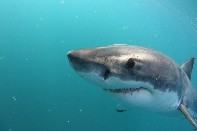 Google Maps Shark. Great White shark movement